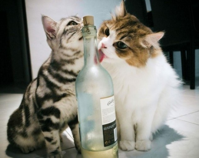 А у нас пополнение
