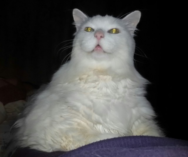 Шерстяной котовторник. Октябрь 2022