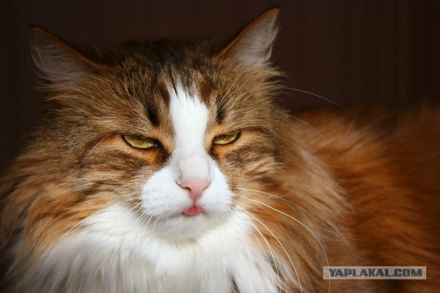 Котовторник  19.03.2013