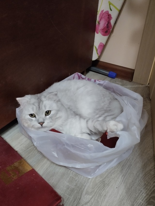 Как мы с кошенькой диван чинили
