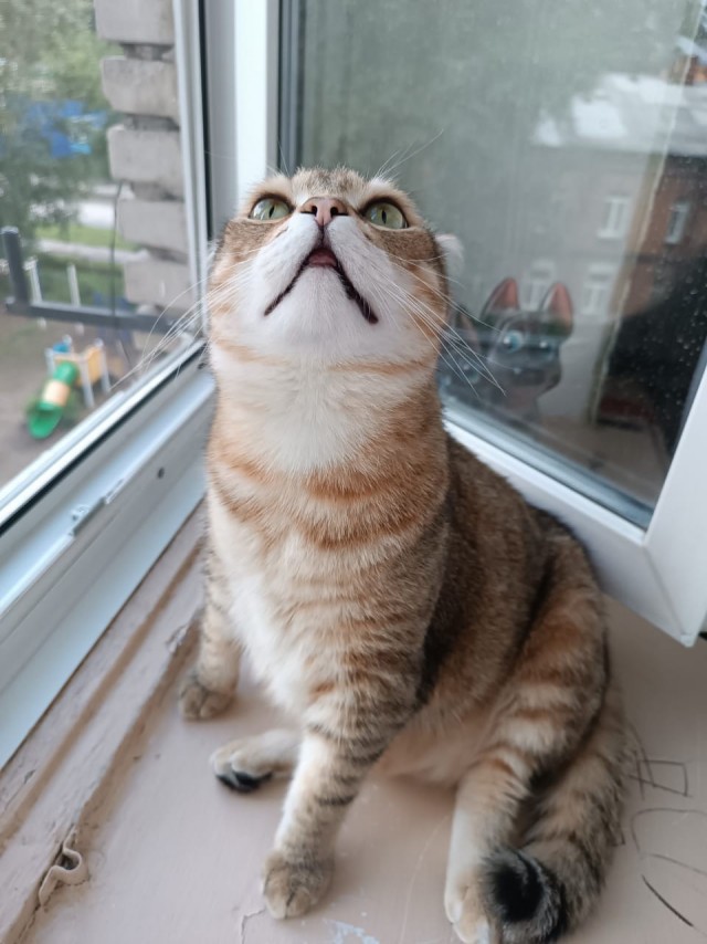 Начинаем котофторник?