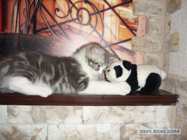 Котовторник 23.04.2013