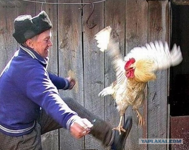 Петушиный поступок