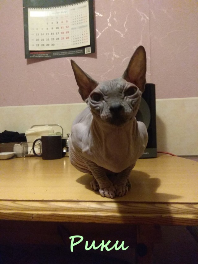 Жизнь домашнего приюта "Котоленд" 413
