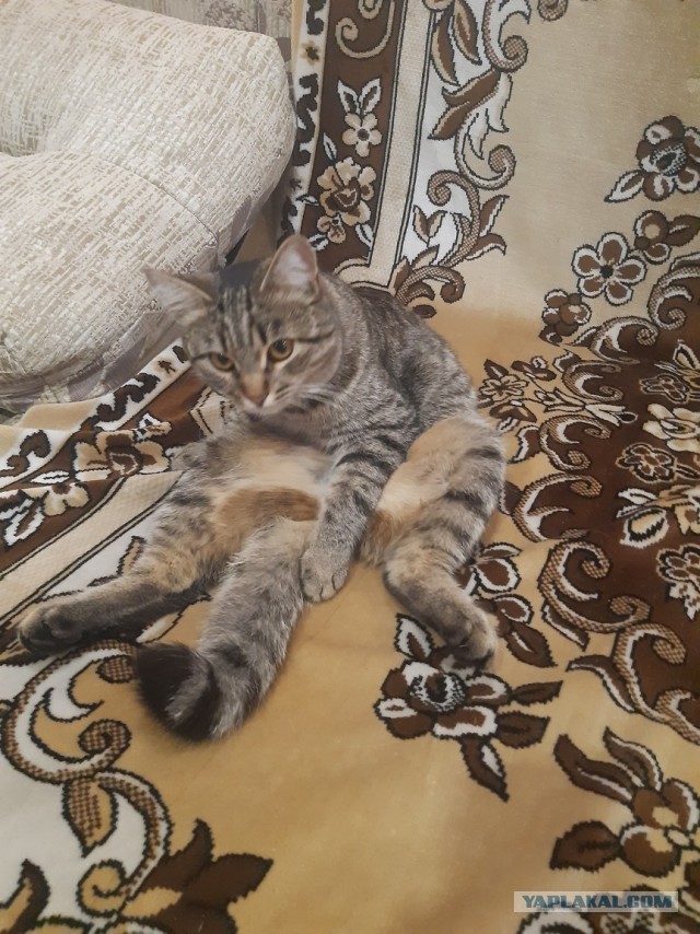 С котовторником ЯПовцы