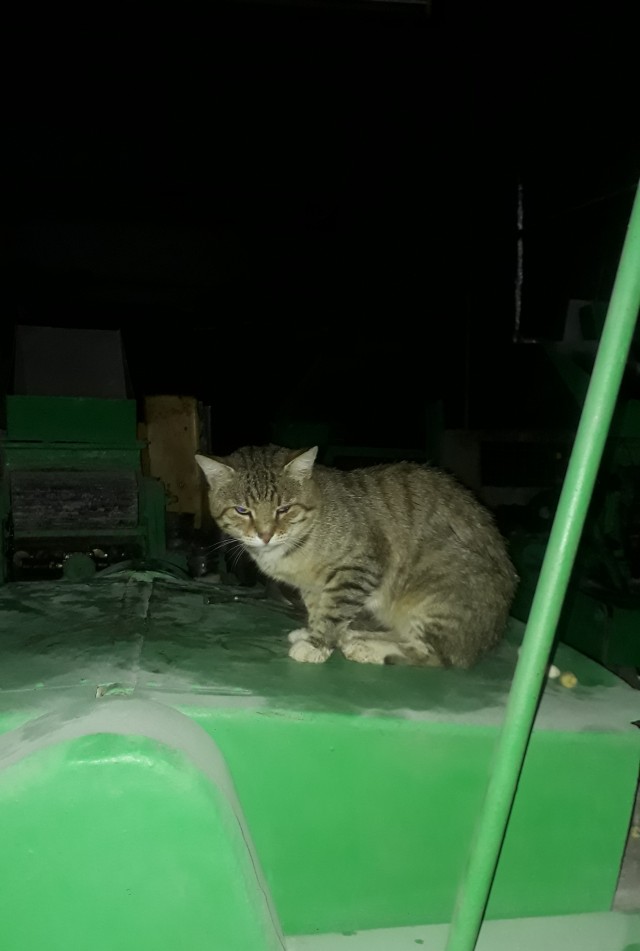 Заводские коты