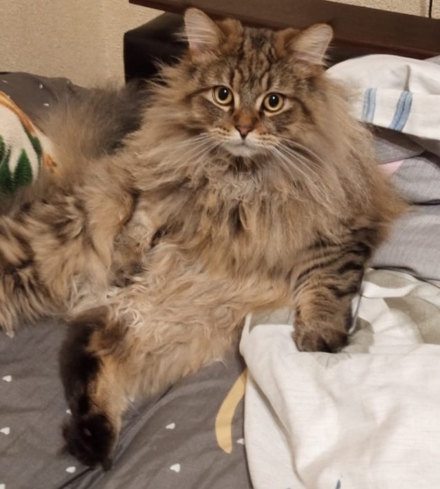 Котик Мейн-кун