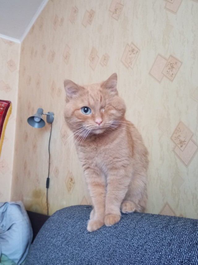 Кошкопортрет