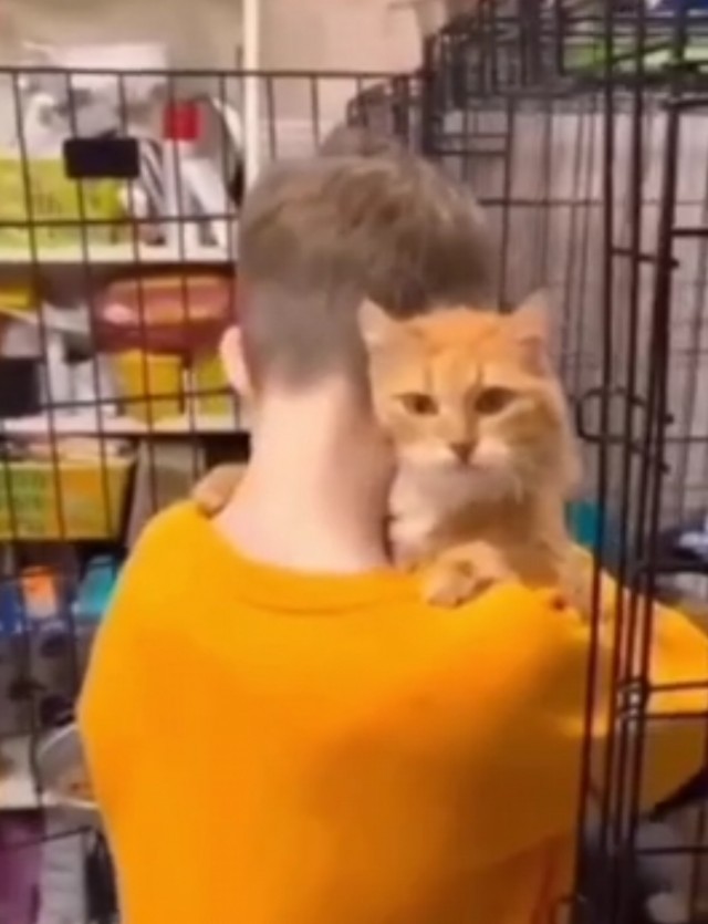 Не ты выбираешь кошку, кошка выбирает тебя