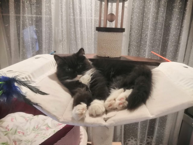Котовтоник в картинках