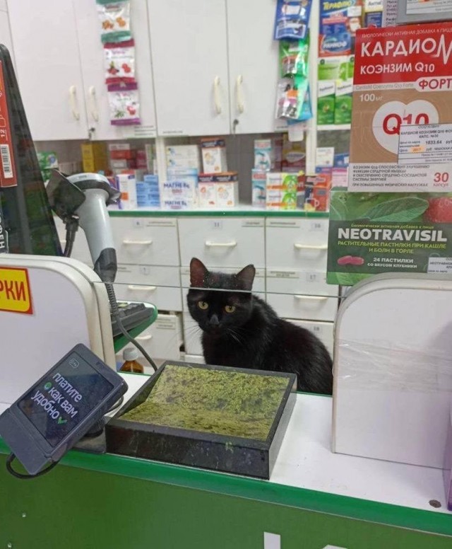 Аптеки и котики