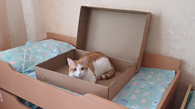 Коробочки наше фсё