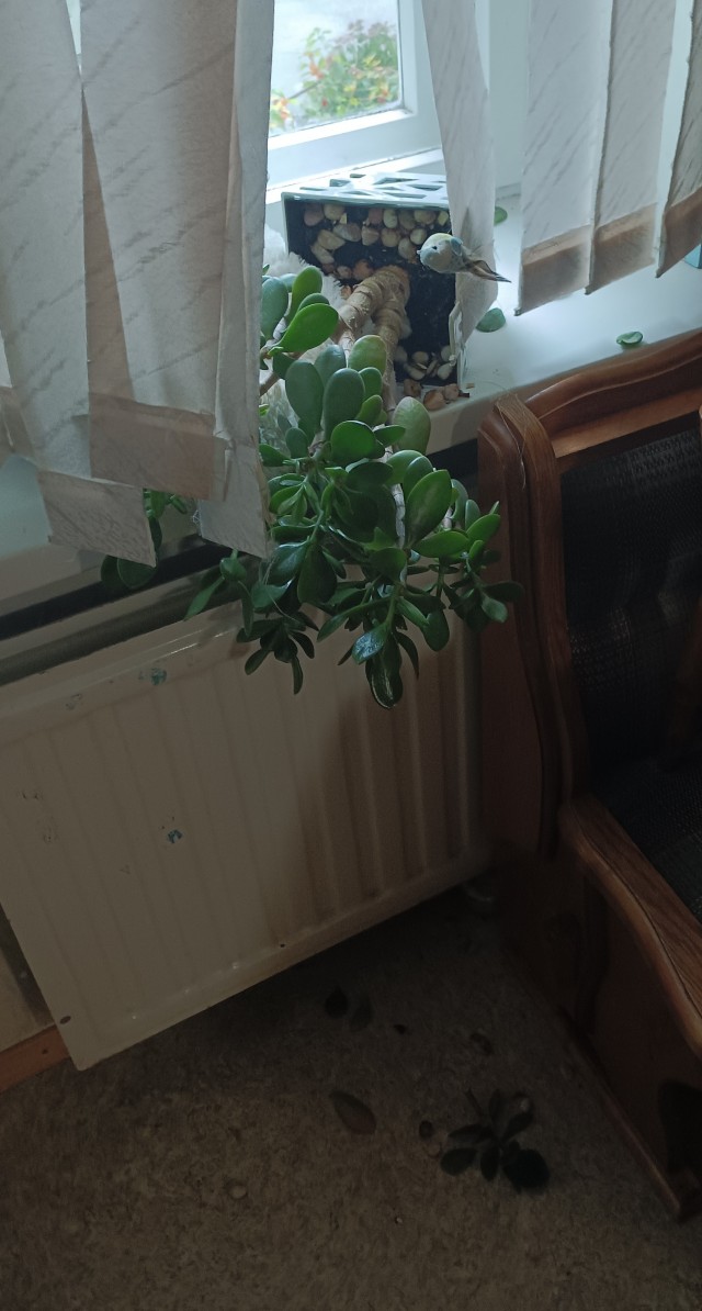 Жизнь с котом в одной картинке