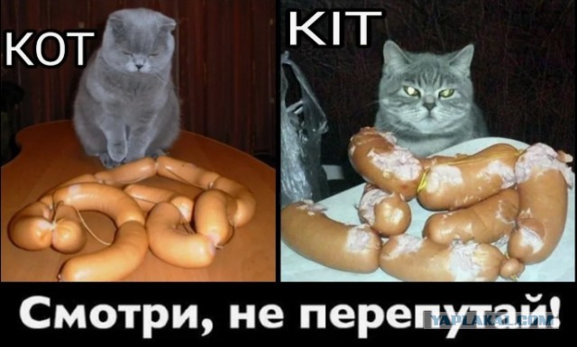 Кот СМСка