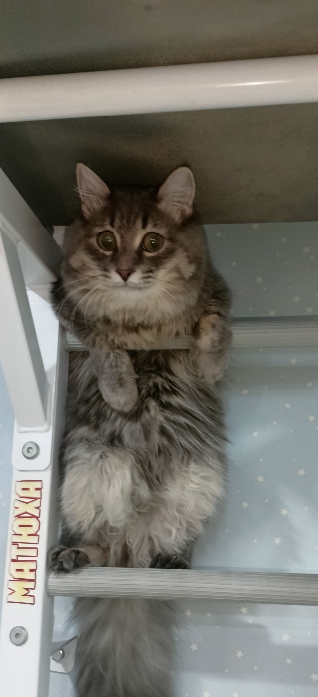 Котовторник!