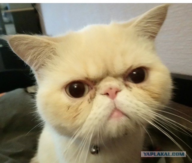 Котовторник продолжается.