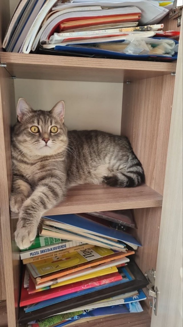 Котовторник.Наши модели