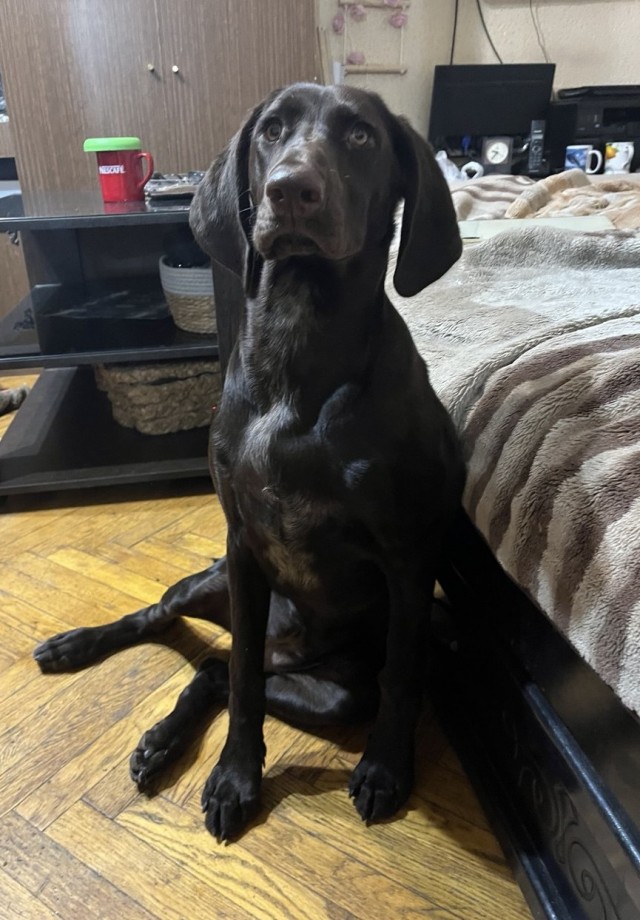 Новый член семьи