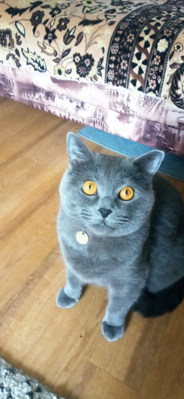 МоеЭ Котэ