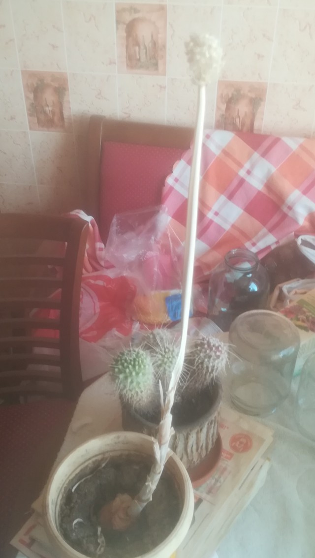 Расцвел кактус
