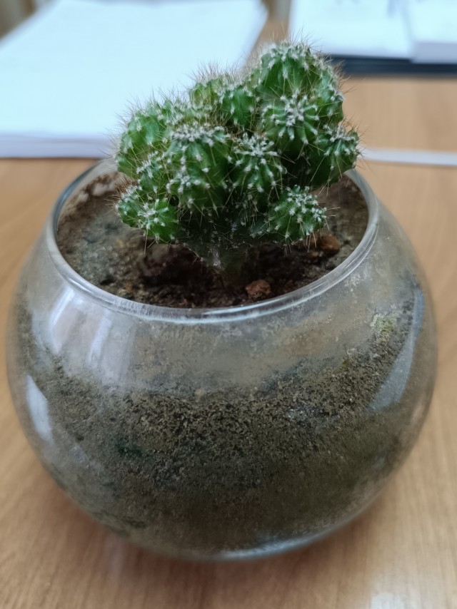 Приятель новый .