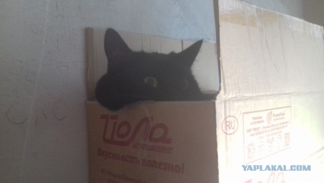 Котокоробковое