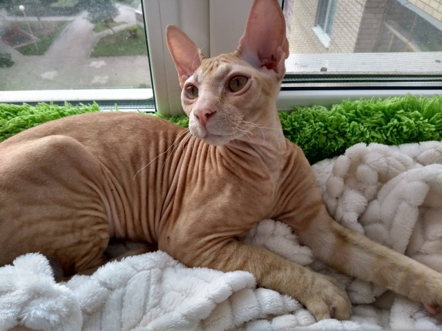 В защиту кошек породы Сфинкс канадский...