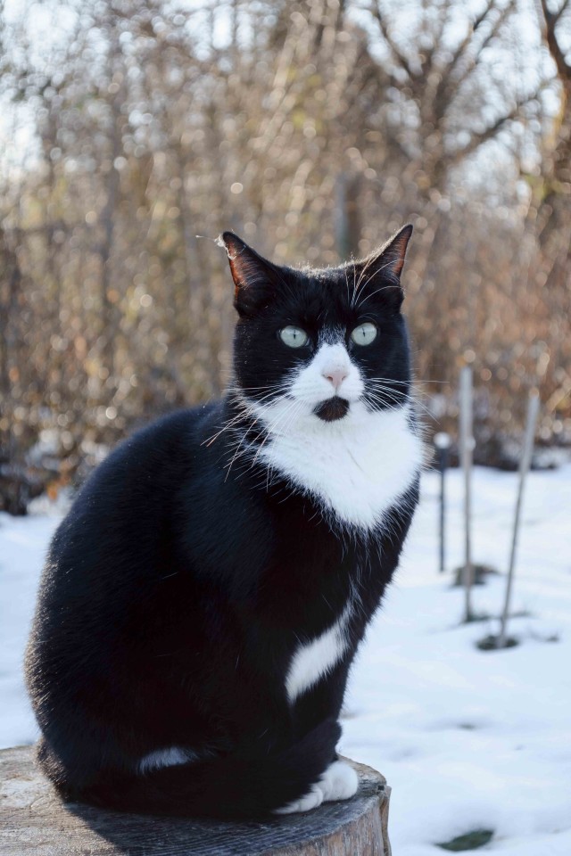 80 г => 3,1 кг (котовторник)