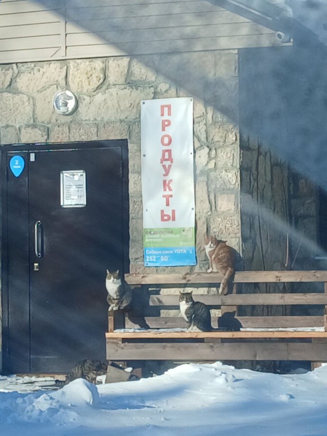 Март. Коты прилетели