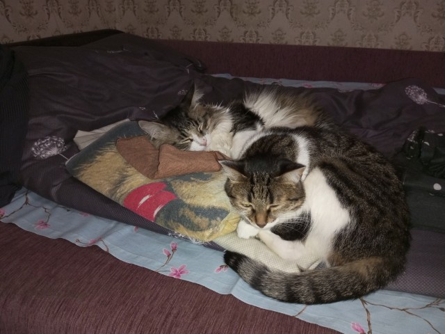 Котоуженевторник)