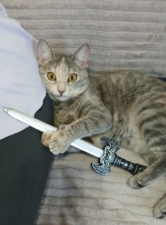 Котовторник же, хватит спать!