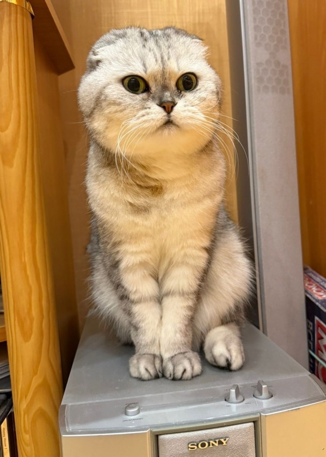 Принимайте в ряды вислоухих