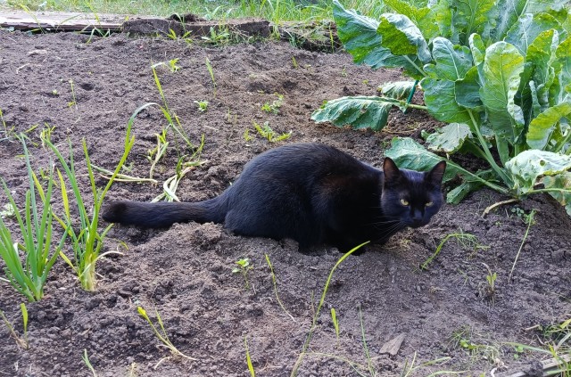 Кошкин день