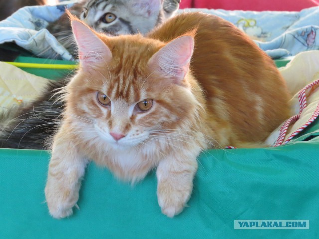 Котовторник 22.10.2013