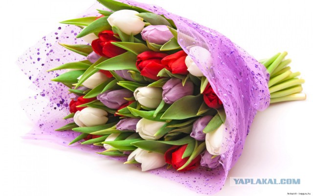 Как нарисовать сову