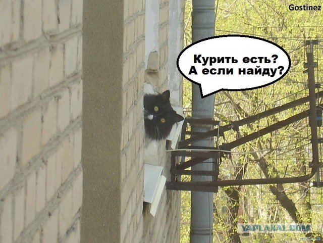 Соседский котэ...