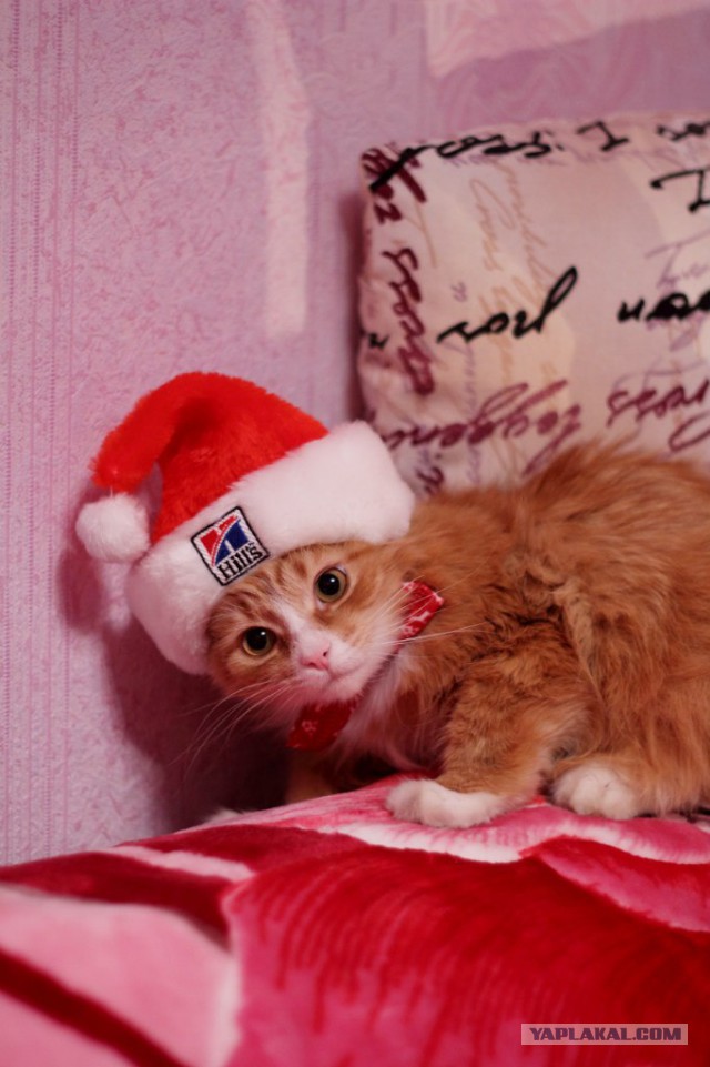 Котовторник   31.12.  2013