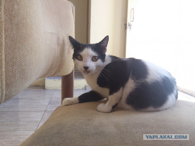Котовторник 25.02.2014