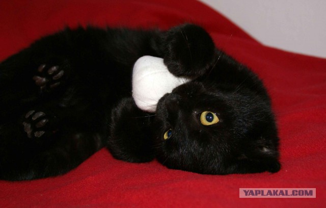 Котовторник 25.02.2014