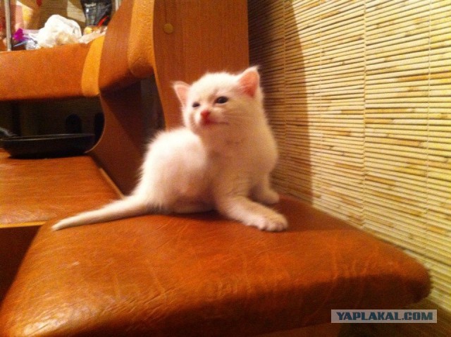 Котовторник 18.03.2014