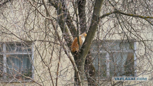 Котовторник   15.04.2014