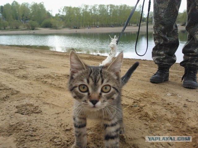 Котовторник 20.05.2014