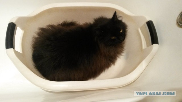 Котовторник 17.06.2014