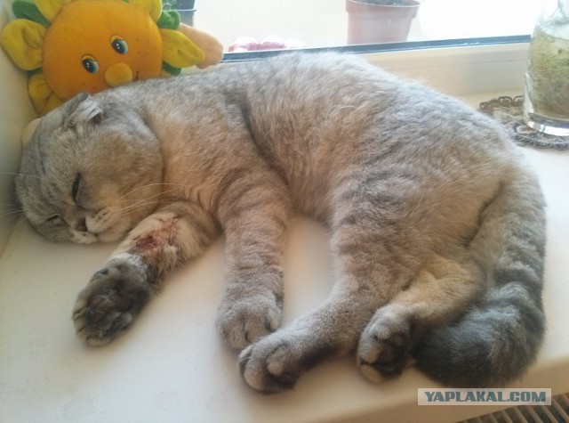 Котовторник 05.08.2014