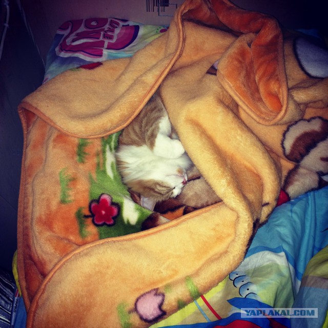 Котовторник 19.08.2014
