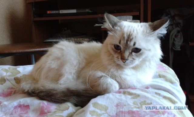 Котовторник 16.09.14