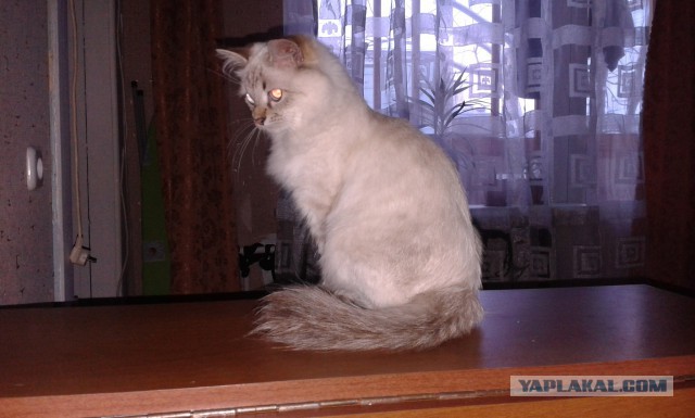 Котовторник 25.11.2014