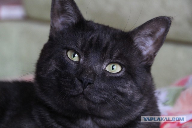 Котовторник 20.01.2015