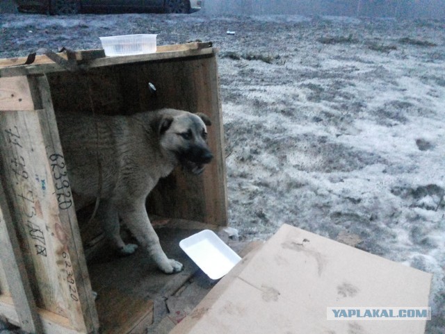 Собачья безысходность...