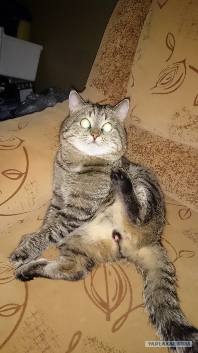 Котовторник